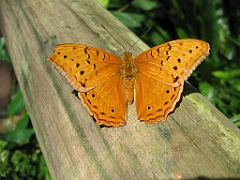 008 Butterfly Sanctuary